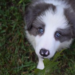 Border Collies from Tega Border Collies