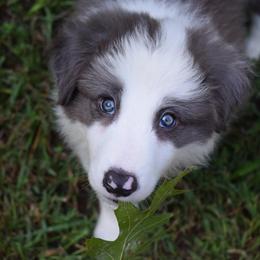 Border Collies from Tega Border Collies
