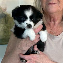 Archer - Black tri male Toy Australian Shepherd puppy in Bristow, Iowa from Pine Ridge Toy Aussies