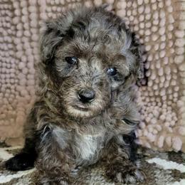 Petunia - Blue Merle Color - Merle female Goldendoodle puppy in Beecher, Illinois from Erica’s Doodles