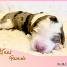 Kenai - Merle female Sheepadoodle puppy in Roseburg, Oregon from Sharon’s Sheepadoodle’s