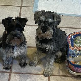 Mattie - Miniature Schnauzer