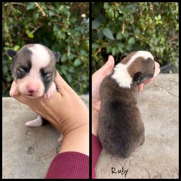 RUBY - Sable female Pembroke Welsh Corgi puppy in Berea, Kentucky from SunShine Corgis