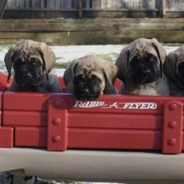 Mastiffs from Brownspride Mastiffs
