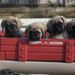 Mastiffs from Brownspride Mastiffs