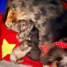 Petite Dspple Female - Dapple female Dachshund puppy in Medina, Ohio from STORIED DOXIES