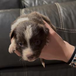 Tully - White and red female Border Collie puppy in North Lakeport, California from Wild Rose Ranch