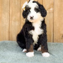 Birdie - Girl 2 - Tri-color female Bernedoodle puppy in Bellville, Ohio from Bernedoodle Buddies