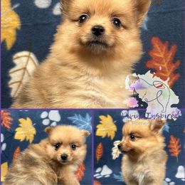 Yellow - Chocolate merle female Pomeranian puppy in Terre Haute, Indiana from Divine Inspired Poms