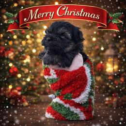 Raven - Black and tan female Yorkshire Terrier puppy in Knoxville, Tennessee from Rainbow Bliss Yorkies