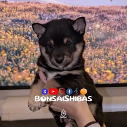 MILKY WAY - Black and tan male Shiba Inu puppy in Minnesota from BonsaiShibas