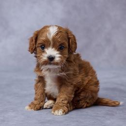 Colt - Red male Cavapoo puppy in Apple Creek, Ohio from Grandeur Valley Puppies