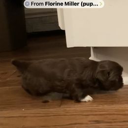 Bernedoodle, Goldendoodle, and Shih Tzu Puppies from TrueLine kennels