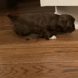 Bernedoodle, Goldendoodle, and Shih Tzu Puppies from TrueLine kennels