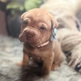 Millie - Brown female Chinese Shar-Pei puppy in Lehigh Acres, Florida from Florida Wrinkles
