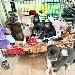 Chihuahua puppies from Bravo Chihuahuas