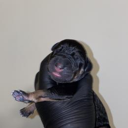 Boy 6 - Black male Great Dane puppy in Spartanburg, South Carolina from Pawlmetto Danes