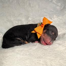 Mohawk - Black and tan male American Hairless Terrier puppy in Westland, Michigan from Lazuli Great Danes & Bare Necessities American Hairless Terriers