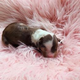 Theodore - Dapple male Dachshund puppy in Robesonia, Pennsylvania from Happily Ever After’s Puppies