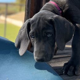 Weimaraner Puppies from Kennedy Weimaraners