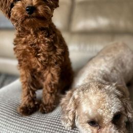 Poodles from Lil’ Bits and Lil’ Beans