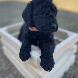 Labradoodle Puppies from Ross Farm Doodles