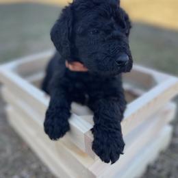 Labradoodle Puppies from Ross Farm Doodles