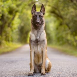 Amalthea - Belgian Malinois
