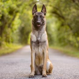 Amalthea - Belgian Malinois
