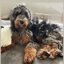 Goldendoodle Puppies from Lundee Doodles