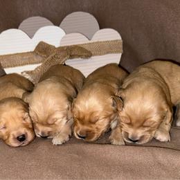 4th pick female - Golden female Golden Retriever puppy in Monticello, Iowa from Ashley’s Puppies