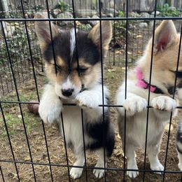 American Corgi and Pembroke Welsh Corgi Puppies from Cascadian Space Coast Corgis LLC