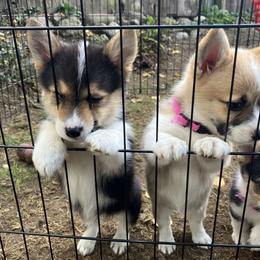 American Corgi and Pembroke Welsh Corgi Puppies from Cascadian Space Coast Corgis LLC