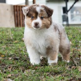 Burrata - Red merle female Miniature American Shepherd puppy in Groesbeck, Texas from Empire Miniature American Shepherds