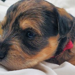 Girl 2 - Schnoodle puppy from Eveleigh Acres Puppies