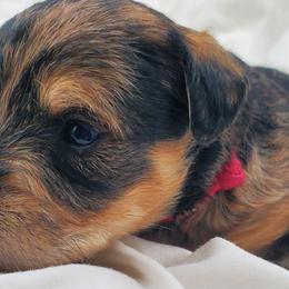 Girl 2 - Schnoodle puppy from Eveleigh Acres Puppies