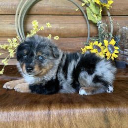 Earl - Blue merle male Australian Shepherd puppy in Mc Alpin, Florida from RussKris Farms Aussies