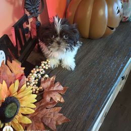 John doe - Shih Tzu