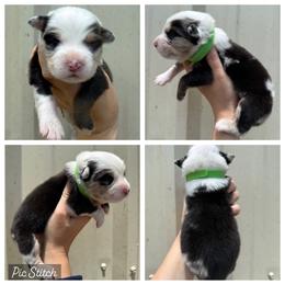 Boy 5 - Blue merle male Australian Shepherd puppy in Iola, Texas from MK Aussies