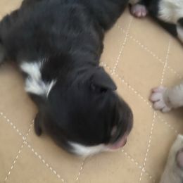 Girl 4 - Black tri female Miniature Australian Shepherd puppy in Ronan, Montana from Dirt Road Aussie’s of Montana