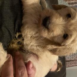 Goldendoodle Puppies from O’Hara Doodles
