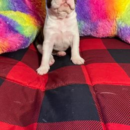 Boston Terrier Puppies from Heather's Boston Babies