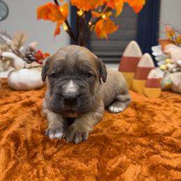 Red Collar Male - Gray and fawn male Cane Corso puppy in St. Augustine, Florida from RG2 Cane Corsos