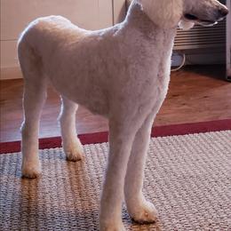 Poodle puppies from Lone Star Standard Poodles LLC