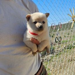 Summer sun - Cream female Schipperke puppy in Randsburg, California from Schipperke Ranch