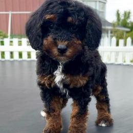 Antman - Phantom male Poodle puppy in Henefer, Utah from Mountain Valley Poodles