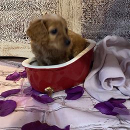 Cockapoo Puppies from Country J Canines