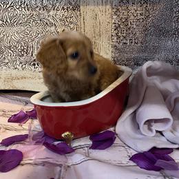 Cockapoo Puppies from Country J Canines
