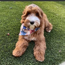 Australian Labradoodle puppies from LILY'S Labradoodles