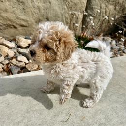 Marggie - White female Cavapoo puppy in Spanish Fork, Utah from Hamann's Cavapoo Puppies